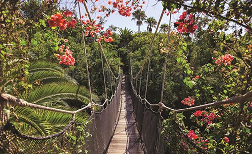 Tropical suspension bridge fotobehang Landscape Kleurmijninterieur
