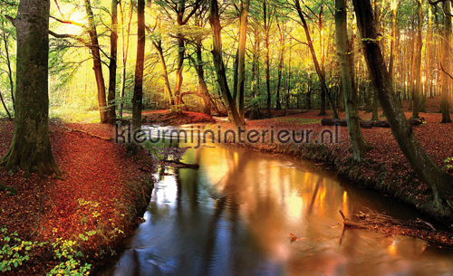 Autumn forest fotobehang Oosters - Trompe loeil Kleurmijninterieur