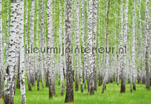 Birch fotomurales Kleurmijninterieur Todas-las-imgenes