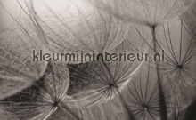 Grey interior of Dandelion fotomurales Kleurmijninterieur Todas-las-imgenes