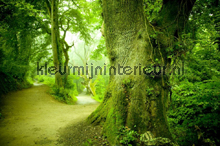 Magic forest fotomurales Kleurmijninterieur Todas-las-imgenes