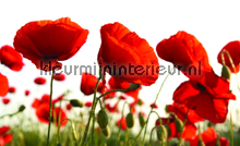 Red poppies fotomurales Kleurmijninterieur Todas-las-imgenes