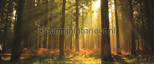 Sunrise in forest fototapeten Landscape Kleurmijninterieur