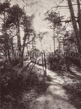 Into the woods fototapeten Eijffinger Lino 379100