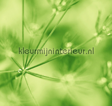 Out of focus fotomurais BN Wallcoverings No Limits 30221