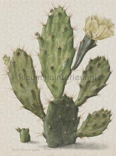 Blooming cactus fotobehang 8013 Painted Memories Dutch Wallcoverings