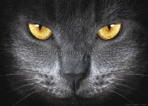 close up zwart kat fotobehang ftn-m-2640 dieren AG Design