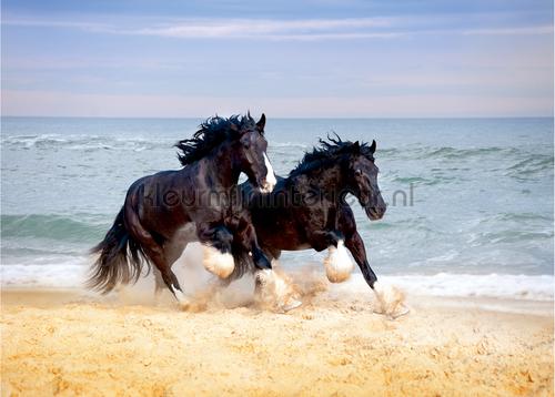 Paarden aan het strand fototapet ftn-s-1260 Moderne - Abstrakte AG Design