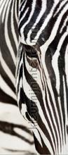 Zebra close up fotobehang ftn-v-2853 dieren AG Design