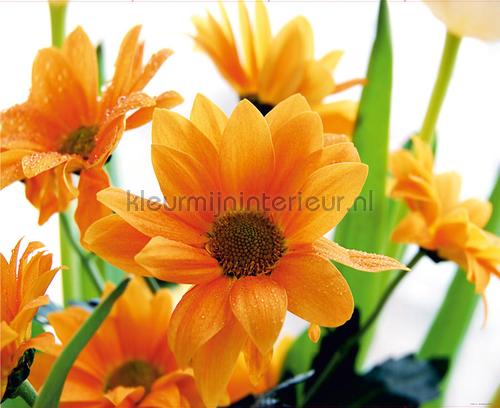 zonnige bloemen fotomurais ftn-xxl-0450 Moderno - Abstrato AG Design