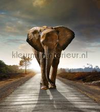 Elephant coming fotomurali AG Design Tutti-immagini