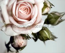 Classic rose fotomurali AG Design Tutti-immagini