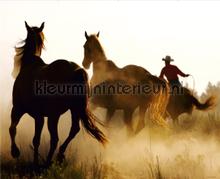 Prairi horses fotomurali AG Design Tutti-immagini