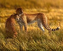 Leopards fototapeten AG Design alle-bilder