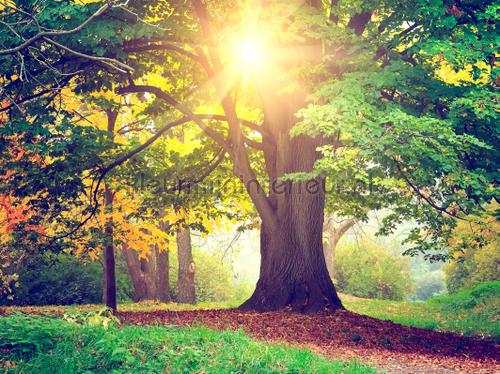 Sunny tree fototapet Photoprints wall collection AG Design