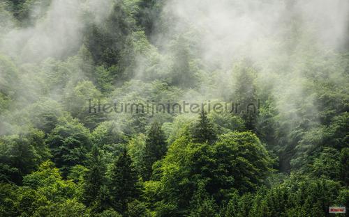 forest land fotobehang psh061-vd4 Pure Komar