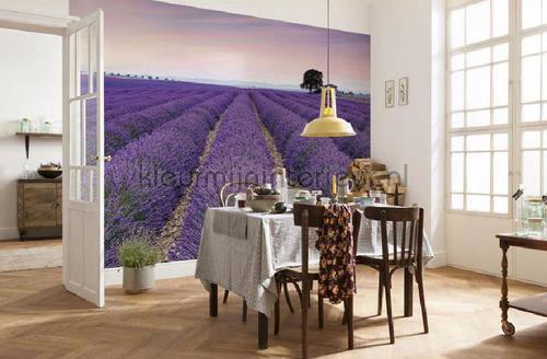 Provence papier murales XXL4-036 Flees collection Komar