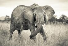 Elephant fotobehang Komar Vlies collectie XXL4-529