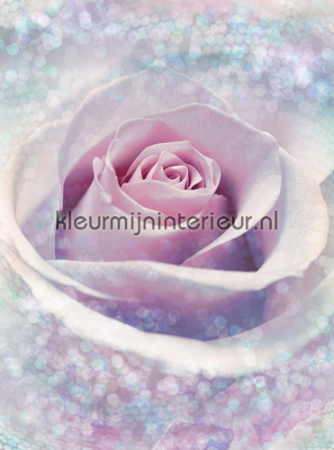 Delicate Rose fotobehang XXL2-020 Vlies collectie Komar