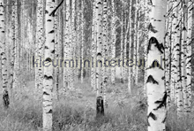 Woods fotobehang Komar Vlies collectie XXL4-023