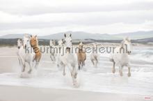 white horses photomural Komar Vol 15 8-986