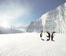 Wallpower Junior Polar Pinguins fotomurais Eijffinger Wallpower Junior 364145