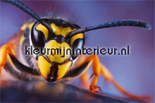 Wasp fototapet AS Creation XXL Wallpaper 0310-0