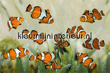 Clownfish fotobehang AS Creation XXL Wallpaper 0310-3