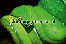 Green snake fotobehang AS Creation XXL Wallpaper 0310-4