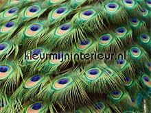 Peacock fotobehang AS Creation XXL Wallpaper 0312-3