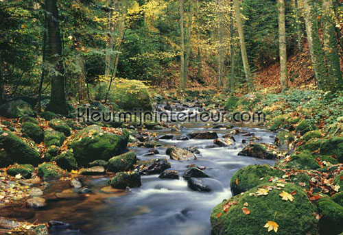 forest stream papier murales 278 offre Ideal Decor