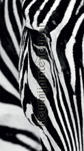 Zebra gordijnen Kleurmijninterieur modern 