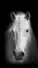 Wit paard rideau Kleurmijninterieur Voitures Transport 