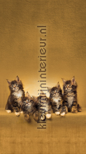 Kittens rideau Kleurmijninterieur Voitures Transport 
