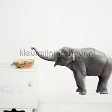 olifant wallstickers ms-033 Room set photo's Kek Amsterdam