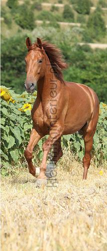 beauty decorative selbstkleber 473737 TUR 2.0 AS Creation